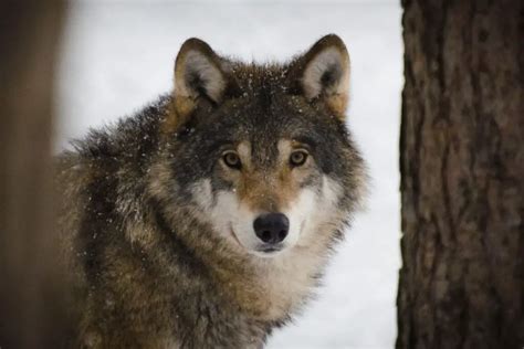 12 Things You Didnt Know About Wolves Naturenibble