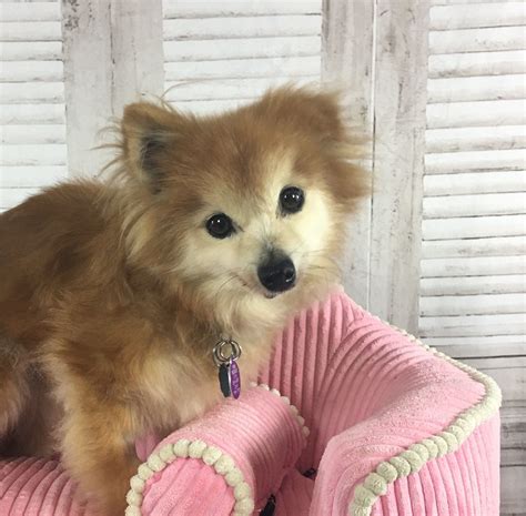 Pomeranian Dog For Adoption In Garland Tx Adn 695024 On Puppyfinder