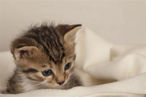 Pick the best from trending #baby_cat images, edit them and share with the world. Kitten Bottle Baby Program - Houston Pets Alive!