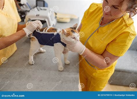 Women Veterinary Workers Cares Of Cat In Clinic Stock Image Image Of