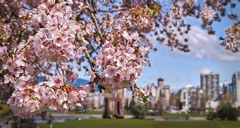 Where To See Cherry Blossoms In Vancouver Best Places Feb To May