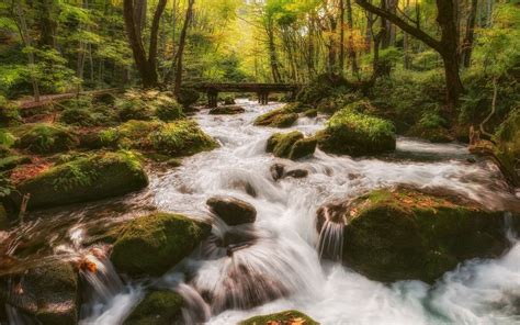 Forest Water Stream Wallpapers Wallpaper Cave