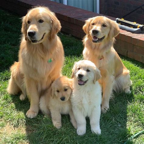 Golden Retriever Dog Breed Facts And Information Golden Retriever Dogs