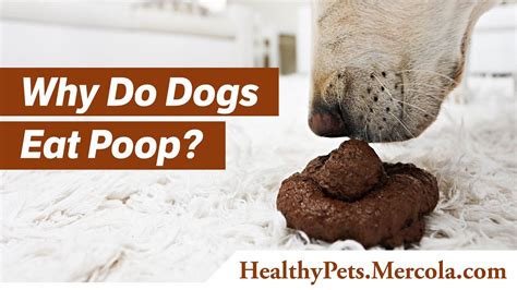 Why Do Dogs Eat Poop Youtube