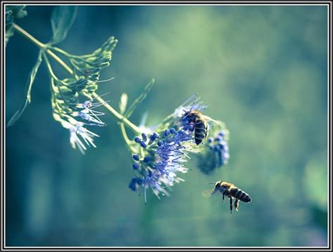 Genau deshalb schlagen viele auch zwei fliegen mit einer klappe und imkern im garten. Bienen Im Garten Halten - garten : House und Dekor Galerie ...