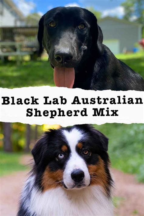 Shepherd Mix Puppies Lab Mix Puppies Black Lab Puppies Australian