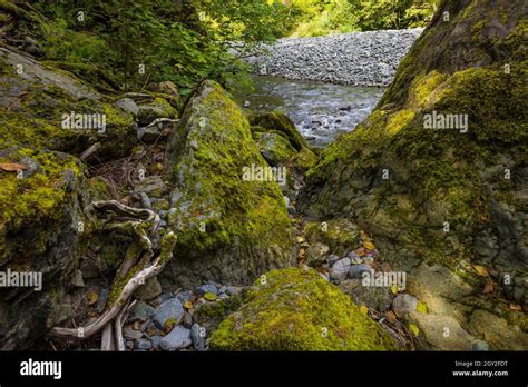 Moss Covered Rocks Along The North Fork Skokomish River At Staircase In