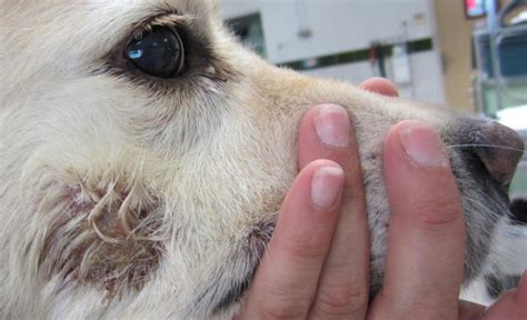How To Treat Hotspots On Dogs Face