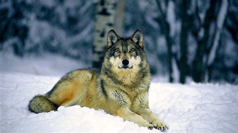Wolf 1080p Wallpapers Hd Wolf Background Images