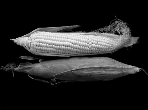 HD Wallpaper Grayscale Photo Of Corn On Black Surface Sweet Corn Cob