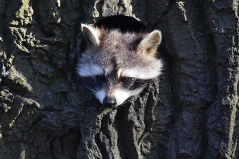 ganzjährige jagd auf waschbären deutsche jagdzeitung