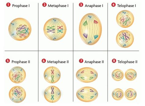 Gambarkan Fase Fase Pembelahan Mitosis Dan Meiosis Beinyu Com