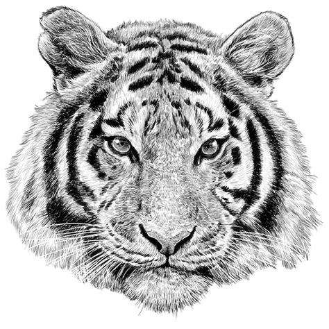 Premium Vector Tiger Head Hand Draw Sketch Monochrome On White