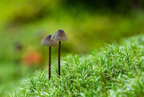 How To Grow Magic Mushrooms Indoors