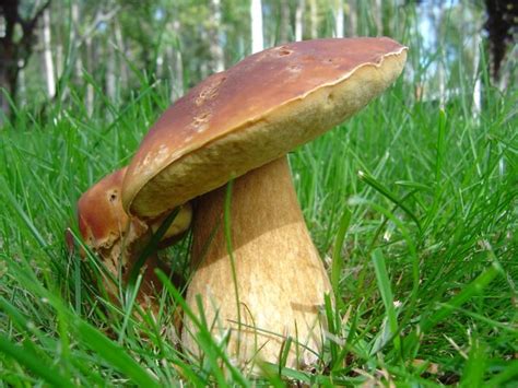 Alaskan Mushrooms King Bolete Boletus Edulis