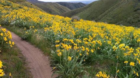 There is a beautiful garden in the front off the building. These are the best Boise-area hikes for finding ...