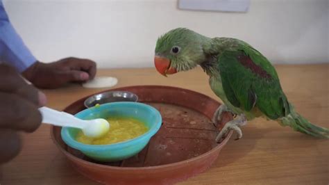 How To Feed Baby Parrot Baby Parrot Feeding Youtube