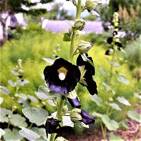 Colonial And Early American Gardens Plants In Early American Gardens