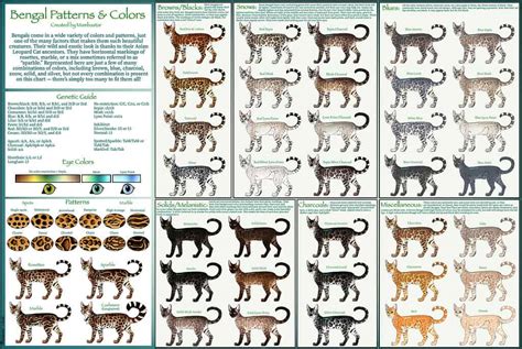 Bengal Cat Colors Rarest To Most Common Az Animals