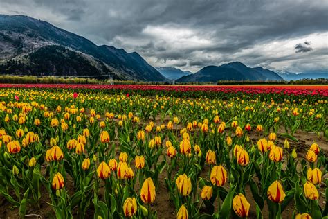 Nature Landscape Mountain Snow Clouds The Field Flower