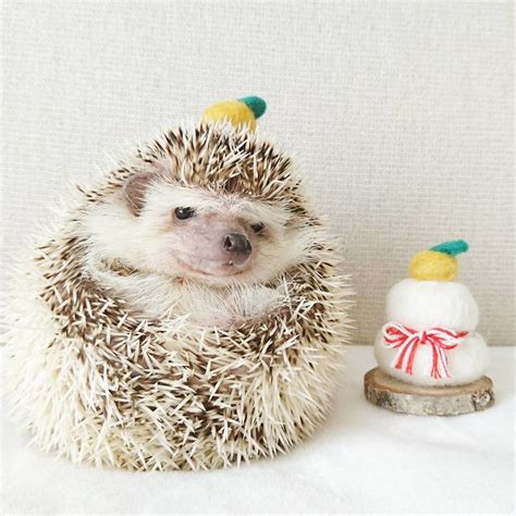 This Hedgehog Day Treat Yourself With 15 Pictures Of