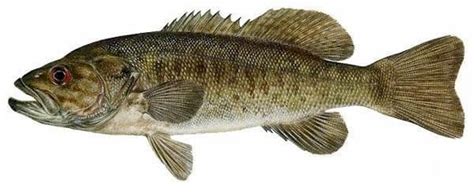 Smallmouth Bass Species Information Fisheries Fish And Wildlife Maine