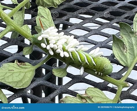 Braconid Wasp Parasite Egg Cocoon On Green Tomato Tobacco Hornworm Stock Image Image Of Nature