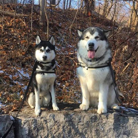 Two Husky Dogs Sitting On Top Of A Rock