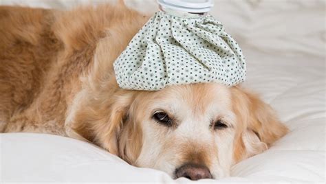 Kennel cough is the name given to a syndrome caused by viruses and bacteria. Pneumonia In Dogs: Symptoms, Causes, And Treatments - Dogtime