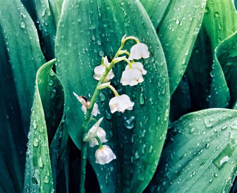 The valley is the northwestern extension of the sonoran desert to the southeast, and as such, is extremely arid. Spring|After_rain|‎Lily_of_the_valley 1 | Rain lily, Plant ...
