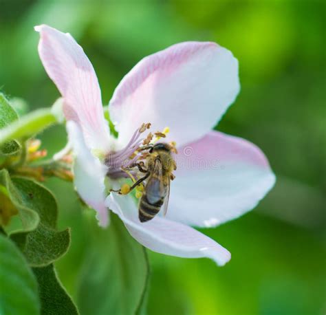 Honey Bee On Apple Tree Flower Blossom Stock Photo Image 40734523