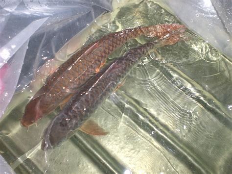 Jika anda sedang mencari ikan kelah merah, kami mempunyai stok ikan kelah merah. Ikan Kelah Merah