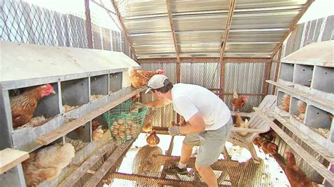 The Egg Collector Inside A Funny Organic Egg Farm Organic Eggs Farm Farm Eggs Organic Eggs