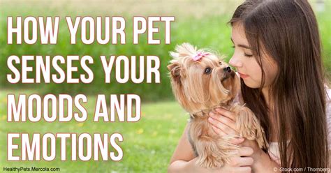 Your Pets Can Sense Your Moods And Emotions