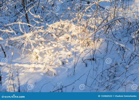Forest Floor Covered In Snow Stock Photo Image Of Gale Orange 132860522