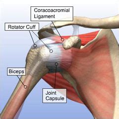 The shoulder joint is formed the rotator cuff is a collection of muscles and tendons that surround the shoulder, giving it support. The Arthritis & Joint Replacement Center of Reading - Shoulder Problems in the Elderly - The ...