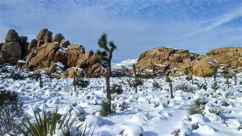 Photos Rare Snow Covers Joshua Tree National Park