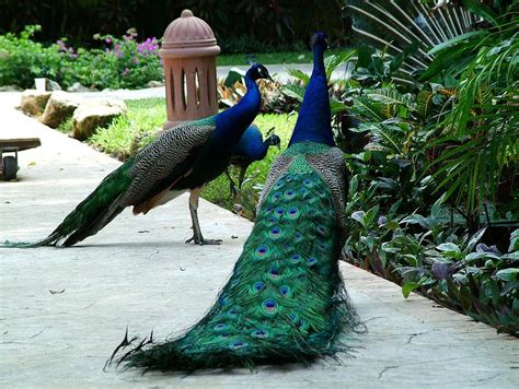 Peacock Love Photograph By Andrea Ash