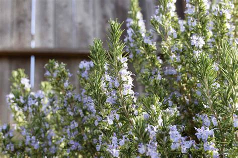 How To Grow And Care For Rosemary