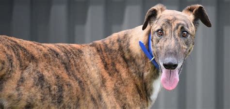 Greyhounds as pets of northeast florida inc. Pet Archive - Greyhounds as Pets