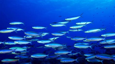 배경 화면 1920x1080px 물고기 자연 대양 바다 생활 수중 1920x1080 Wallup