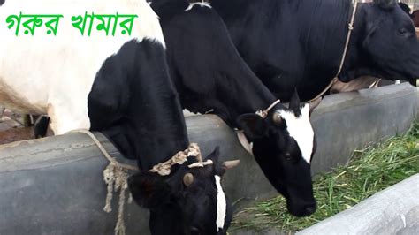 They are suitable for eczema, diaper rash, dry & sensitive skin. Cow farming in Bangladesh | Dairy farm in Bangladesh - YouTube