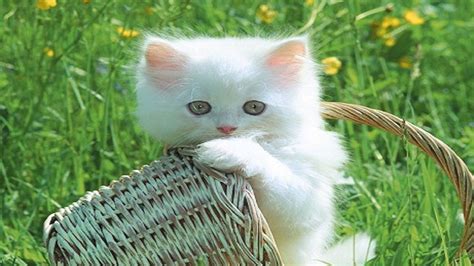 Cats And Kittens Wallpapers Top Free Cats And Kittens
