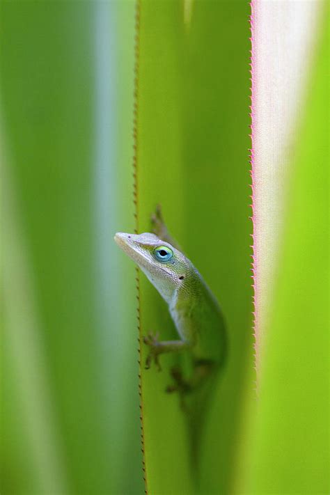 A Green Anole Is An Arboreal Lizard Photograph By David R Frazier Pixels