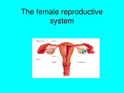 ppt the female reproductive system powerpoint presentation free download id 1444343