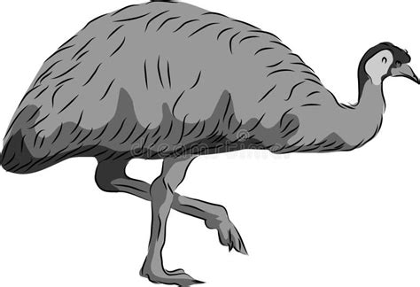 Emu Bird Illustration Stock Vector Illustration Of Ostrich 125158640