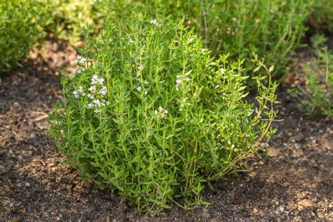 8 Herbs To Grow In The Medicine Garden Tenth Acre Farm