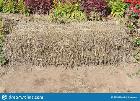 a pile of straw stock image image of forage bales 183530409