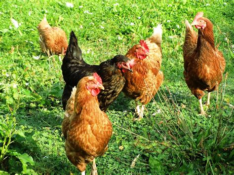 Chicken care doesn't have to be complicated. 11 safety tips for handling backyard chickens - Farm and Dairy