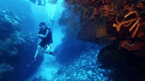 Best Scuba Diving In The World Cozumel Mexico Palancar Gardens Wall